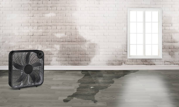 Best Local water damage restoration  in Leachville, AR